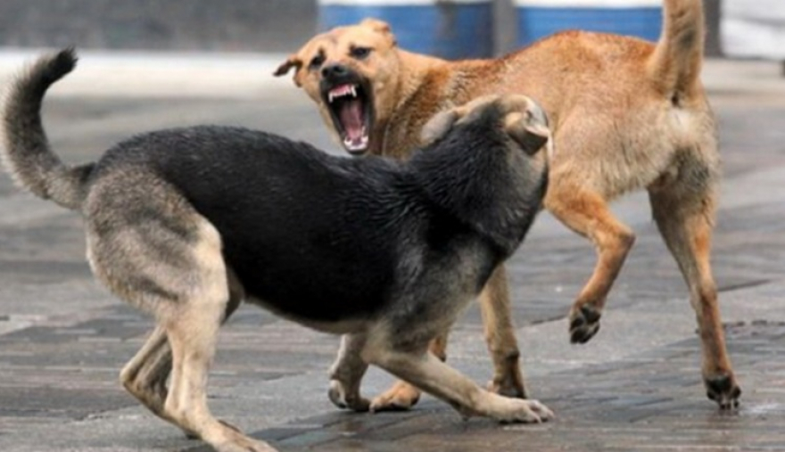 Станува алармантно – Дете каснато од куче во Градски парк во Скопје