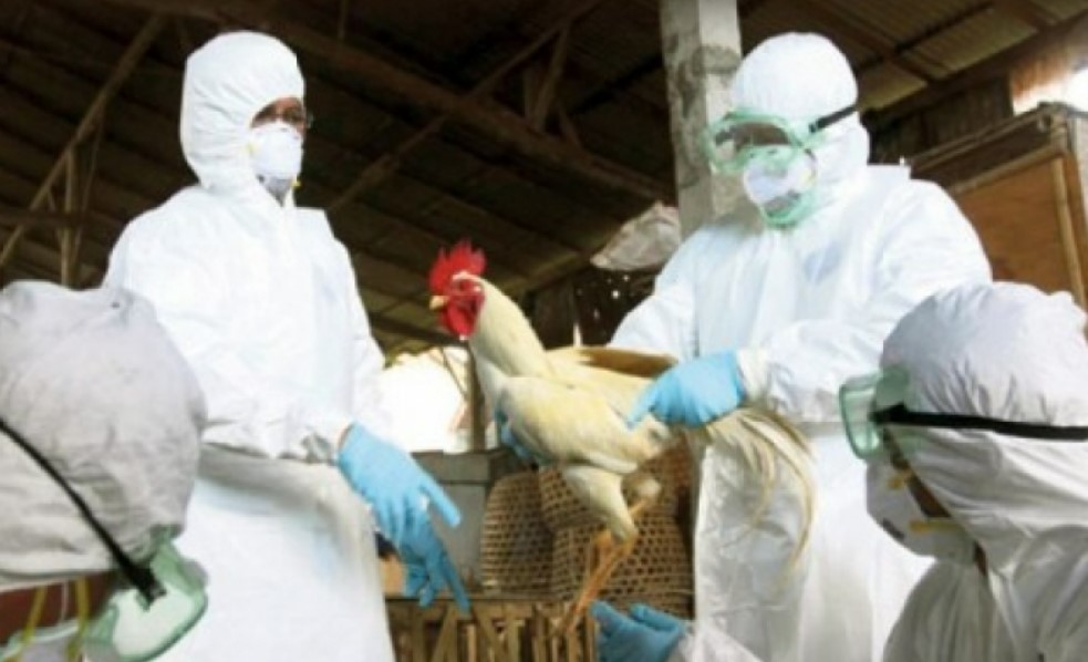 Се шири ПТИЧЈИОТ ГРИП со голема брзина – Во оваа држава уништени над 100 илјади кокошки