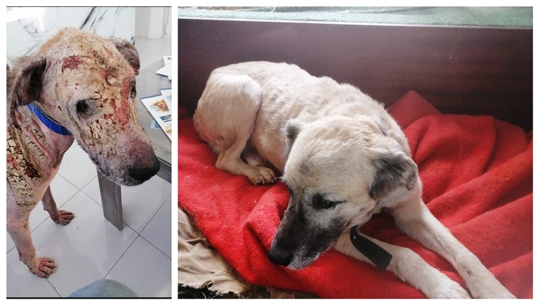Приказна со среќен крај – Ова е кучето Ангел од Прилеп, помина низ пекол, а спасено благодарение на две девојки (Фото)