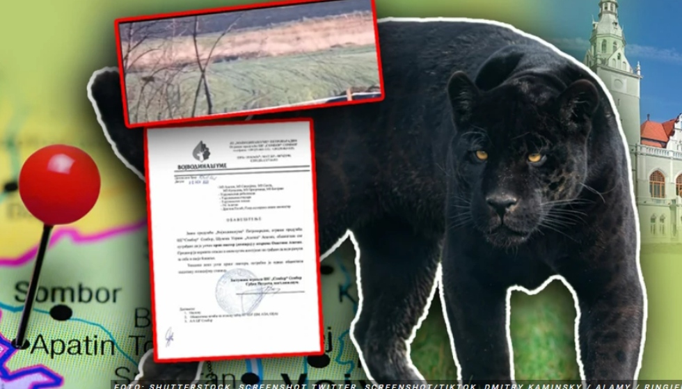 НЕ СЕ ЛОВЕЧКИ ПРИКАЗНИ – ЦРН ПАНТЕР избеган од Унгарија ја ТЕРОРИЗИРА Србија