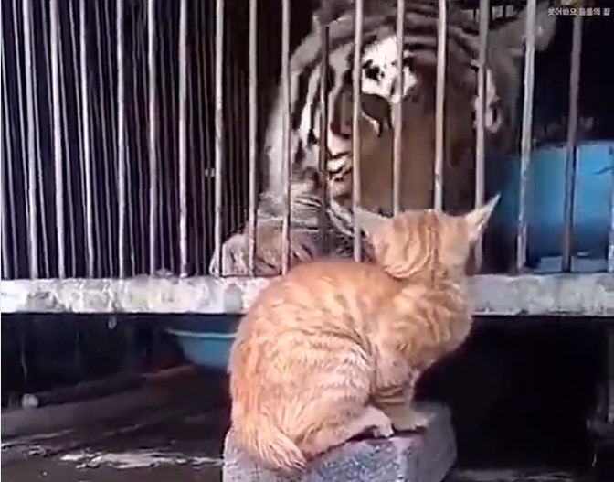 Видео компилација – Им завидуваме на МАЧКИТЕ за храброста !