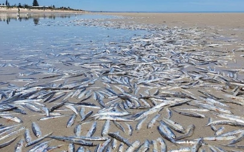 Страшен помор на риби во Австралија (Фото)