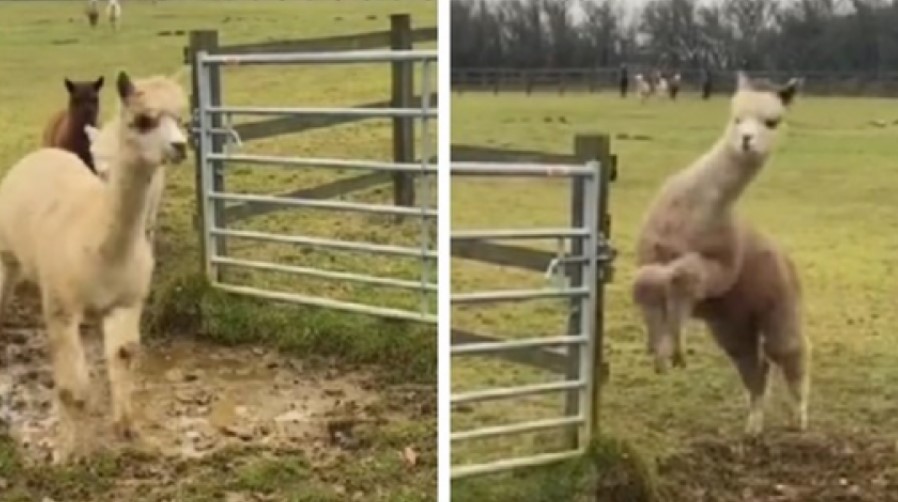Видео од 75 милиони прегледи: Овие алпаки кои скокаат преку вир станале хит