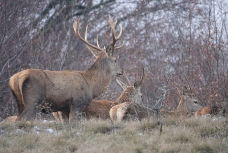 Европскиот елен, нова атракција на Галичица