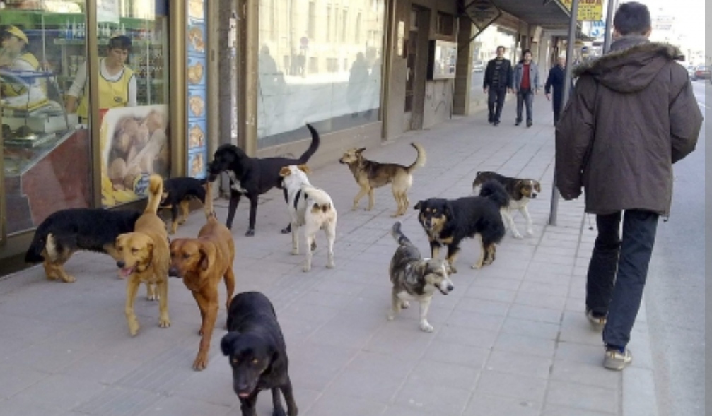 Стружанец СО ПУШКА УБИЛ десетици КУЧИЊА – Бунт на социјалните мрежи