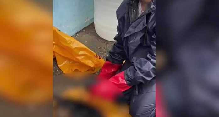 СКАНДАЛ ВО СРБИЈА: Мртви кучиња кучиња без глави во замрзнувач !!! (Видео)