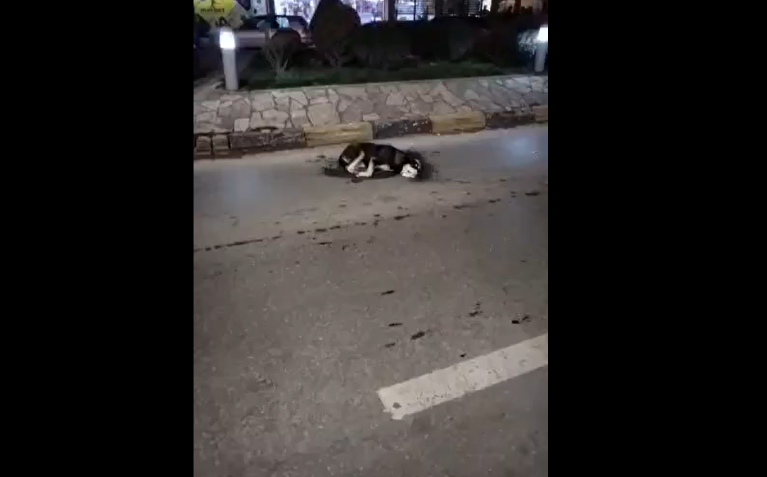 (Вознемирувачко видео) Шокатни снимки од Гостивар: Отруени кучиња умираат среде улица…