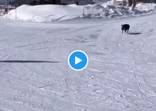 Дива свиња НЕ нападнала скијачи на стаза во Маврово (Видео)