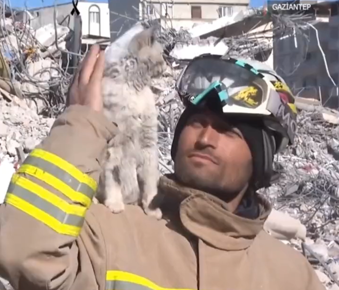 Приказна од урнатините за спасената бела мачка, која го топи срцето на секој спасувач (Видео)