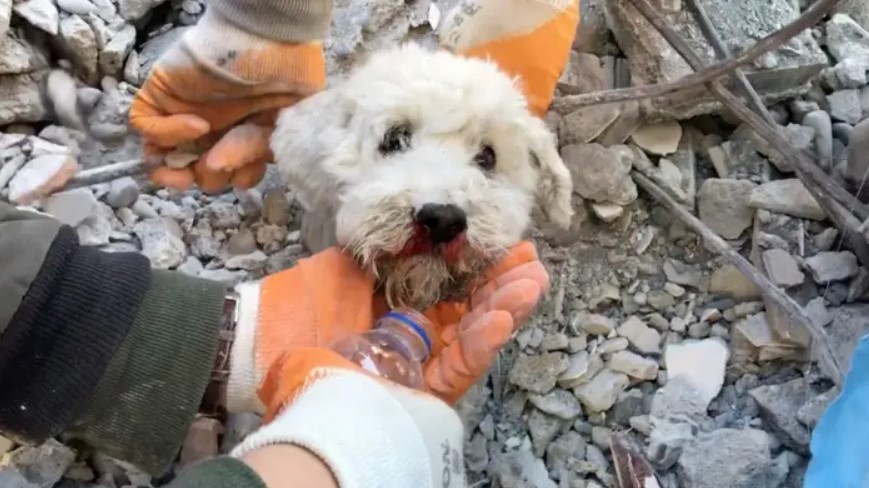 И нивните животи се важни, спасени над 300 животни под рушевините во Хатај (Фото и Видео)