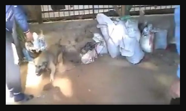 (Вознемирувачко видео) „Анима мунди“: Ние сме опкружени со дивјаци, а животните во Македонија се изложени на терор