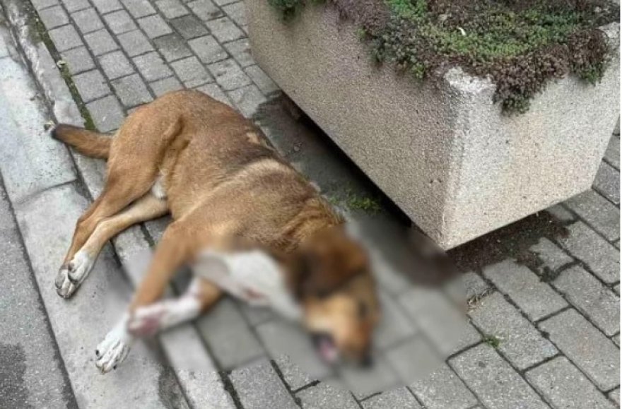 СО ОГНЕНО ОРУЖЈЕ среде Карпош Е УБИЕНО маалското куче Тоби (Фото)