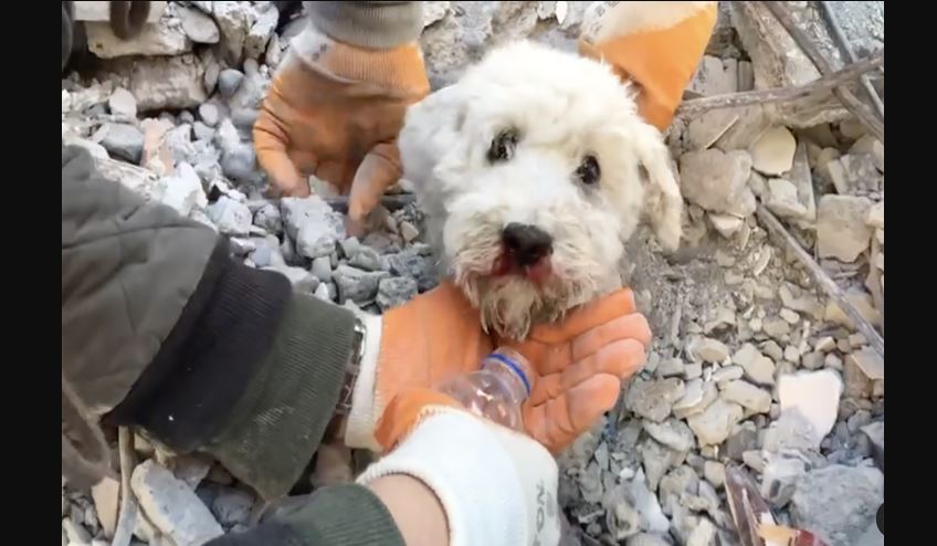 Приказната за кученцето Памук спасено од под урнатините ќе ви го стопли срцето (ВИДЕО)
