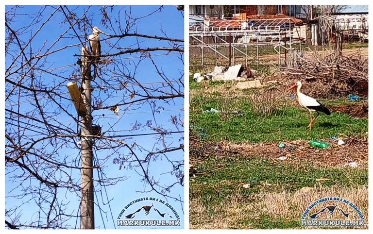 Штрковите се вратија во своите домови во прилепско (ФОТО)