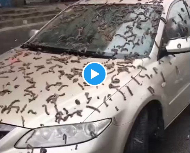 Жителите на Пекинг во шок: Од небото врне „дожд од црви“ (ВИДЕО)