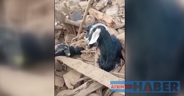 Две козички и кученце преживеле над 26 дена под урнатите згради во Турција (Видео)