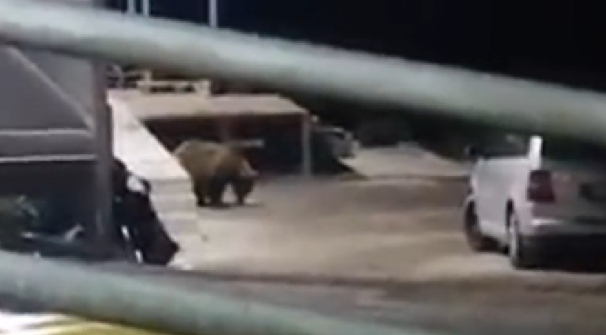 Видео: Голема Мечка се прошета во двор на ресторан кај Маврово