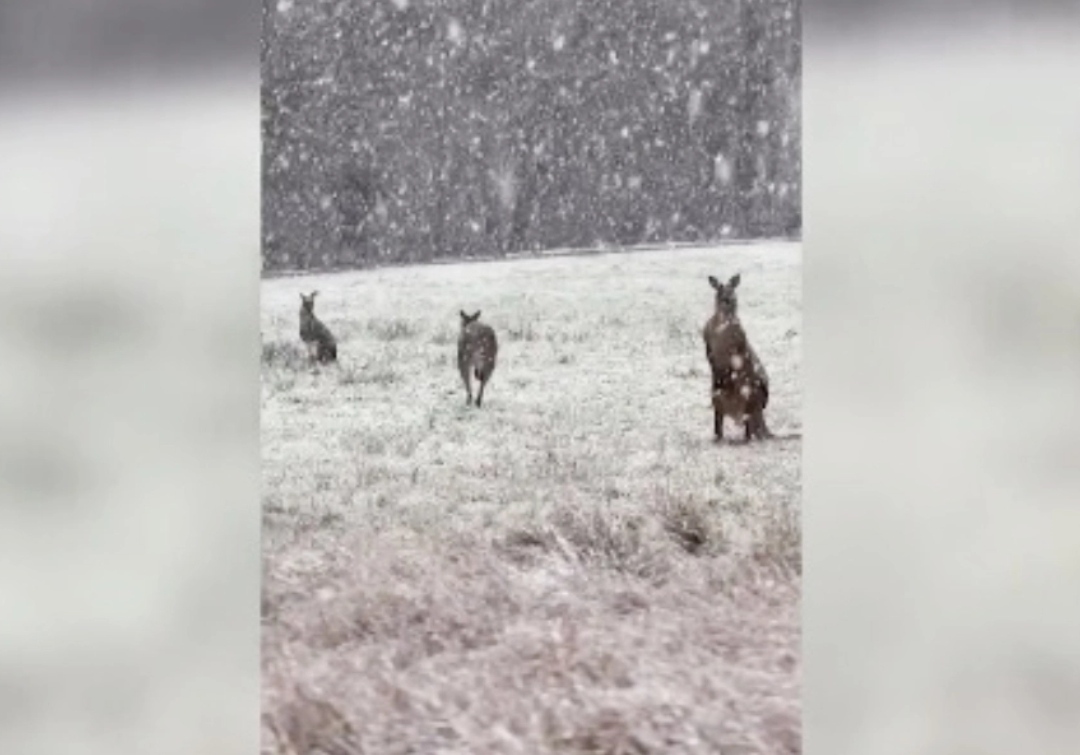 Кенгури се радуваат на СНЕГ во Австралија (Видео)