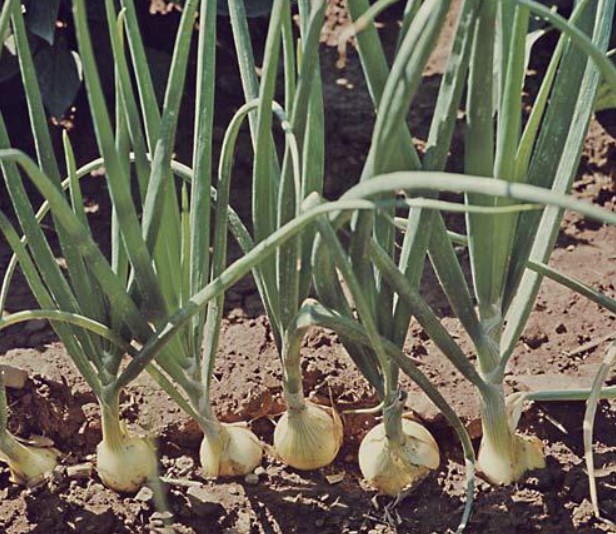 Скопски коли на враќање од Дојран КРАДЕЛЕ КРОМИД ! (Фото)