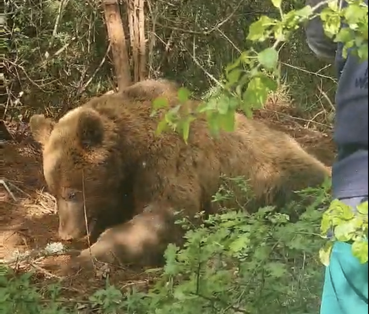 (ВИДЕО) Мечка спасена од нехумани ловци кои ја заробиле со сајли
