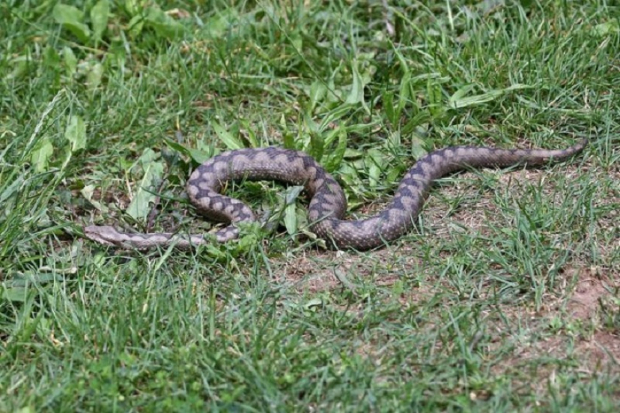 ПАЗЕТЕ СЕ ОД ЗМИИ, сезоната почна – нова змија на кеј на Вардар (Видео)