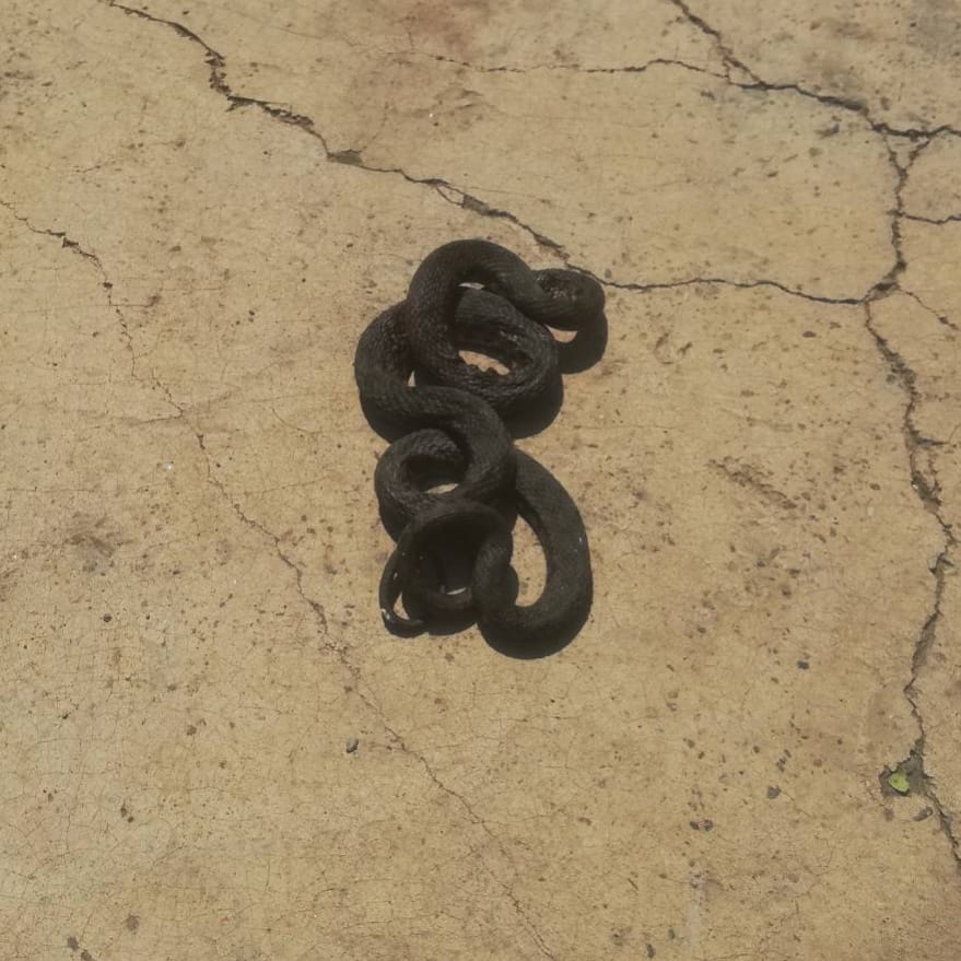 Наезда на црни змии во Велес (Фото)