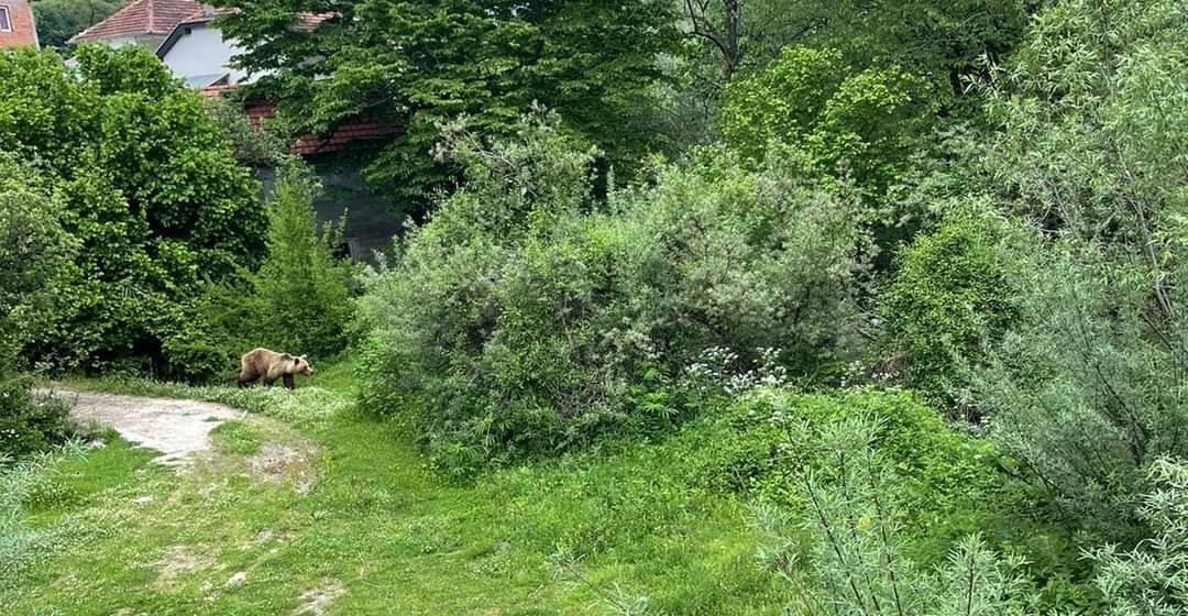 ВИДЕО: Мечка скока во Пена за да го спаси мечето