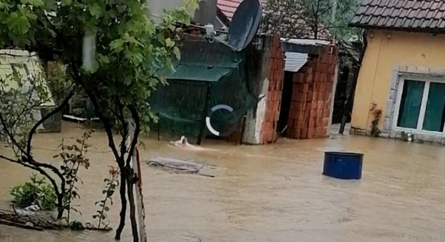 Тажно видео од Аранѓеловац: Прасе плива низ дворот и бара спас, а наоколу нема жива душа (Видео)