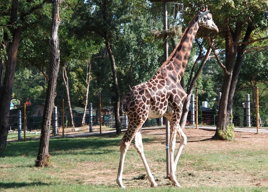 Жирафата Каспер умрела од салмонела во скопската Зоолошка градина (Фото)