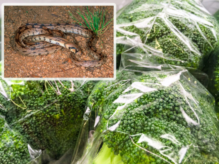 Маж пронашол змија во брокулата што ја купил во продавница