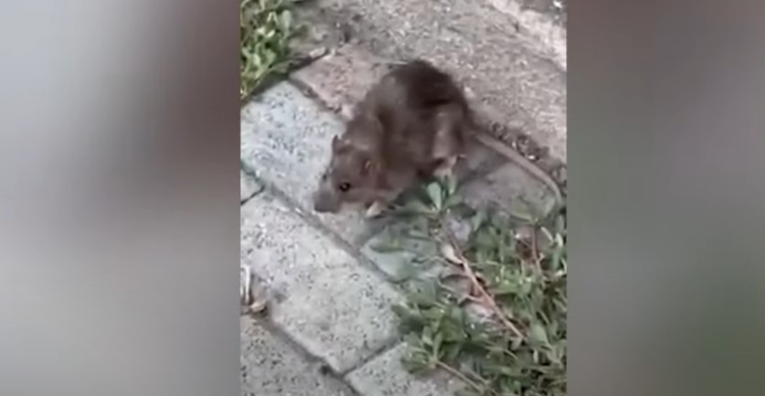 Стаорци си се шетаат по улица низ Дебар Маало, откако градот беше затрупан во смет (Видео)