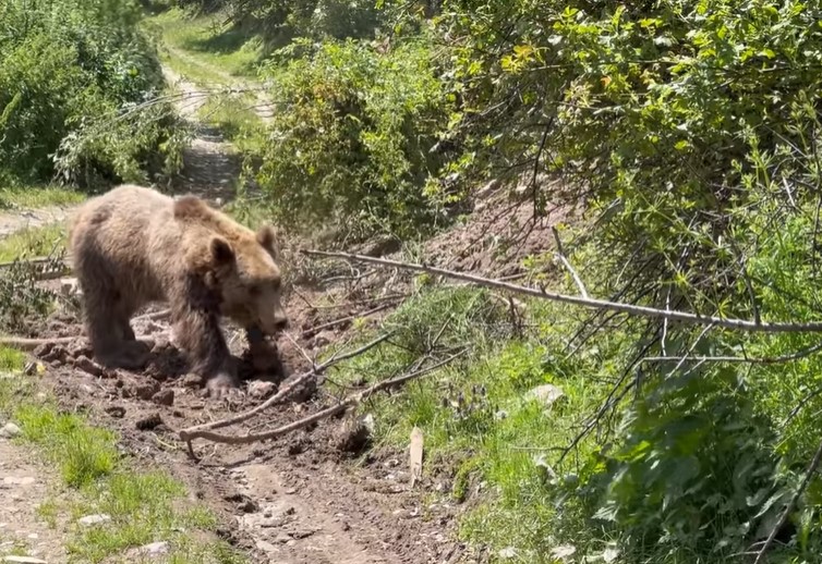 Спасена мечка која 10 часа била заглавена на Шар Планина (Видео)