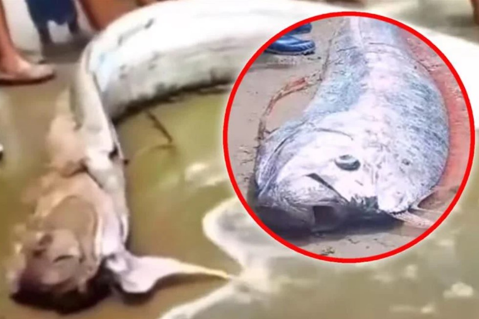 Паника на плажа: Од водата излезе „чудовиште“ од четири метри, сите се разбегаа (ВИДЕО)