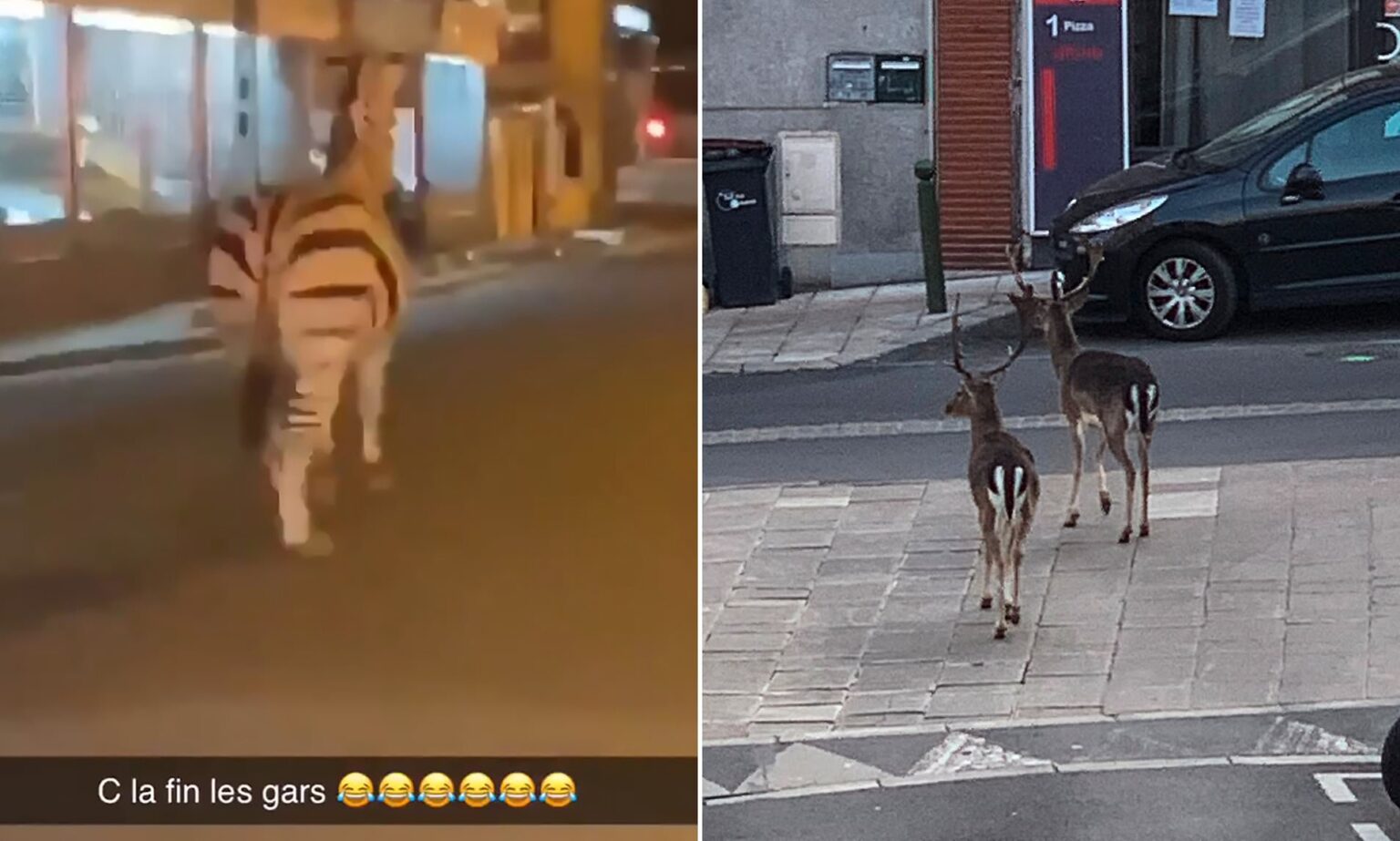 Лавови, зебри и слонови се шетаат слободно низ улиците на Париз (Видео)