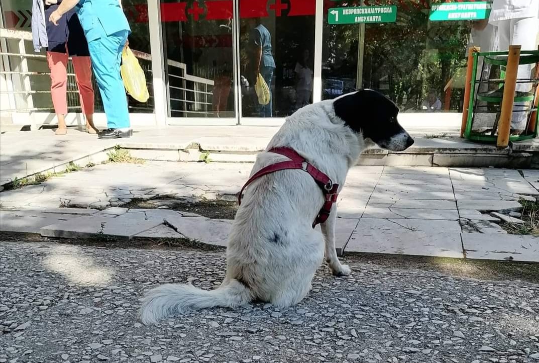 Неизмерна љубов! Два дена го чека газдата пред прилепската болница и не јаде, а “луѓе” го гаѓале со камења