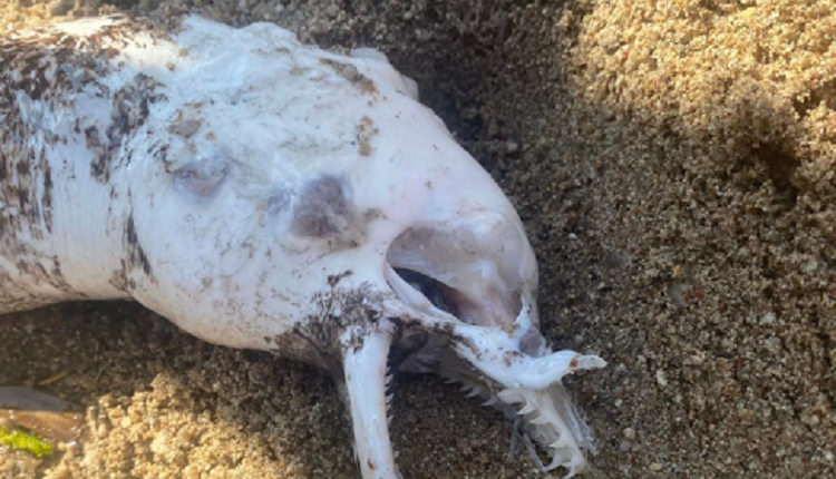 (ФОТО) ХОРОР СЦЕНА НА ПЛАЖА ВО ЦРНА ГОРА Скелет од морско суштество ги исплаши посетителите