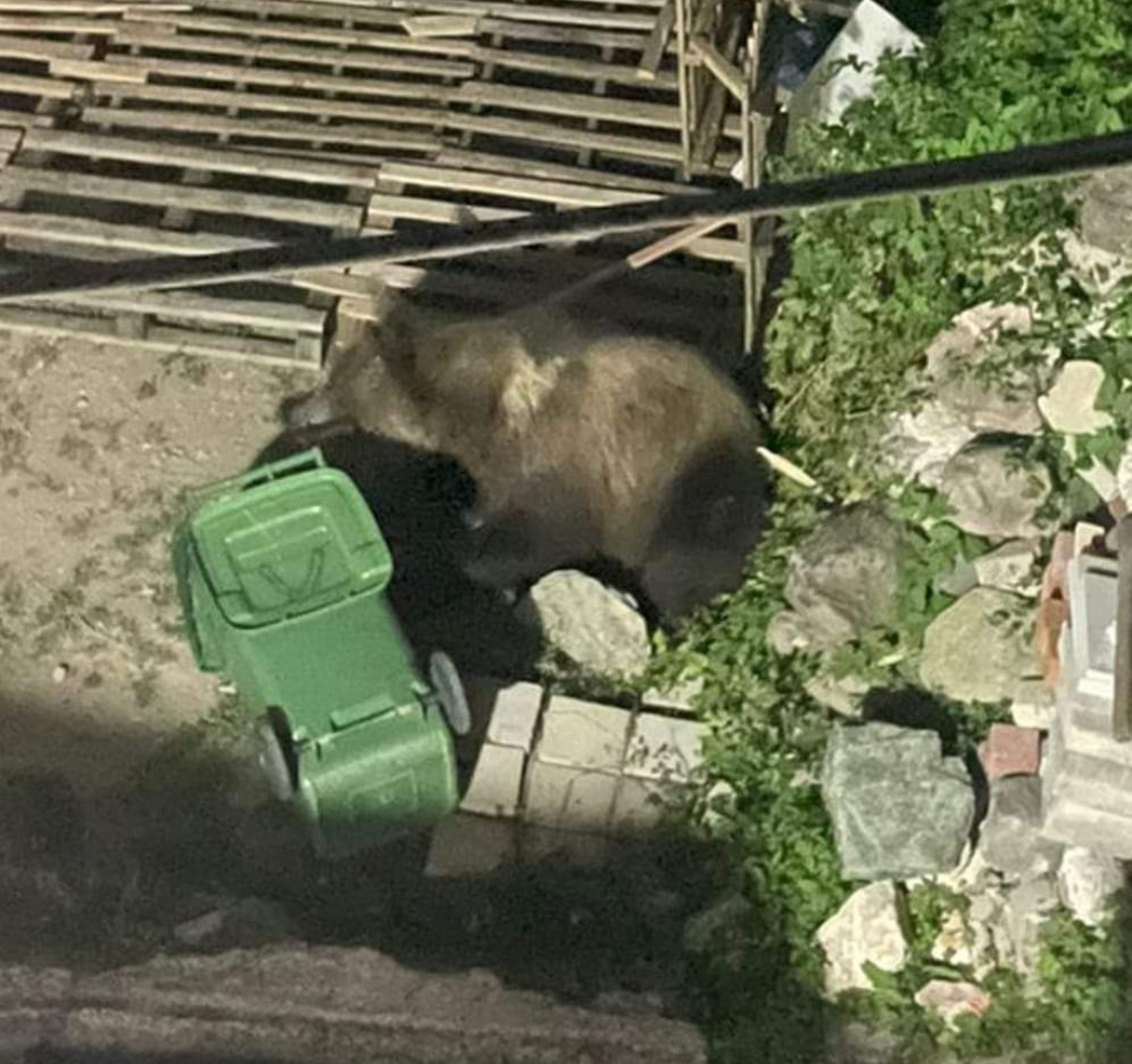 МЕЧКА влегла во домот на екс пратеникот Љатиф Пајкоски: Умоболни бирократчиња ја штитат мечката, но не и населението