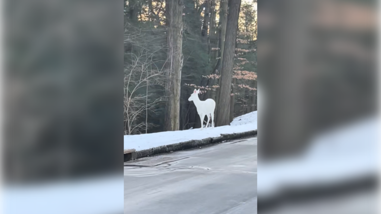 Снимен магичен момент во природата: “Каква природна убавина” (ВИДЕО)