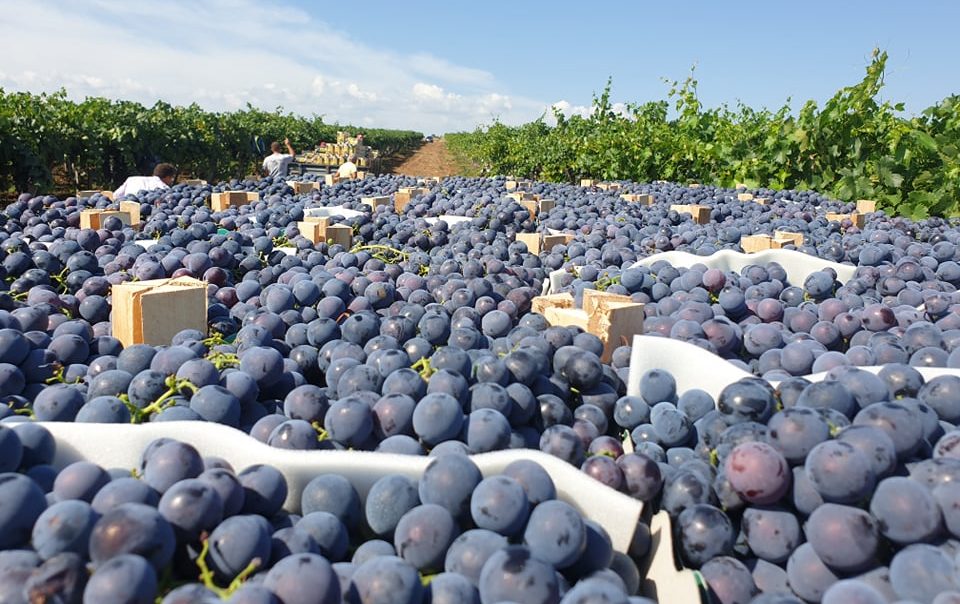 Одлични вести за повеќе од 12.000 лозари