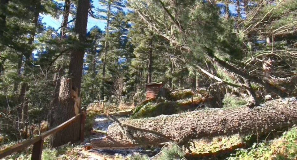 Ќе се обновува стара моликова шума на Пелистер, а паднатите дрва ќе се отстрануваат