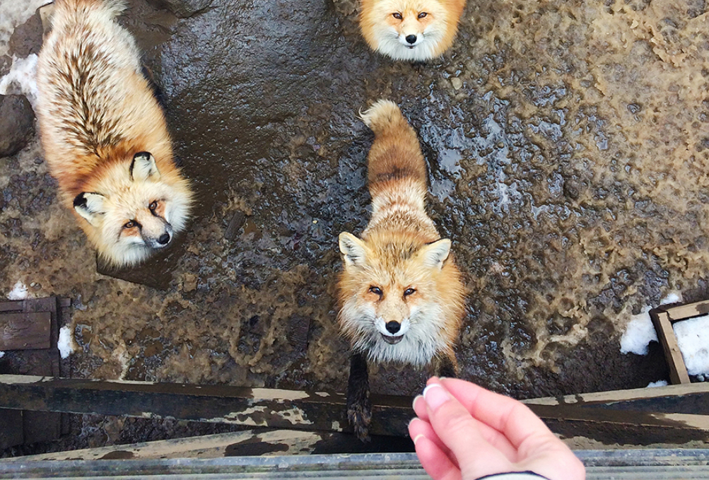 Селото на лисиците во Јапонија, е најслаткото нешто кое ќе го видите денес (ГАЛЕРИЈА)