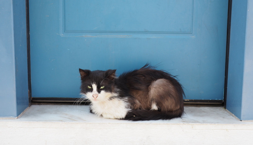 Старо верување – што значи кога на вашиот праг ќе се појави непозната мачка?