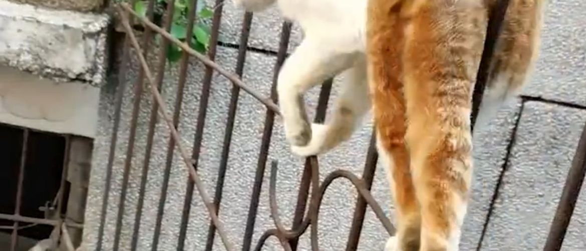 ВИДЕО: За мачките не постојат огради, погледнете ја само оваа елеганција на дело