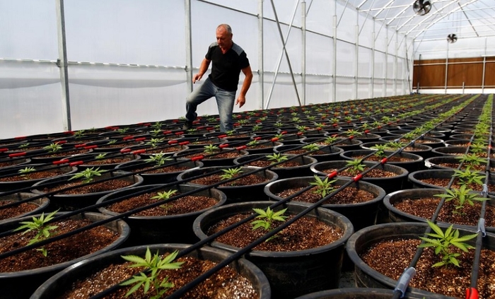 Ограбена фабрика во која имало канабис