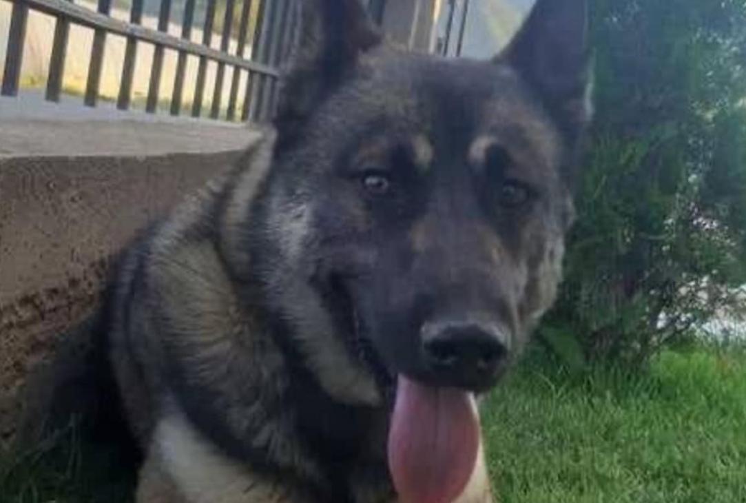 Малолетник пукал и усмртил куче во с. Муртино