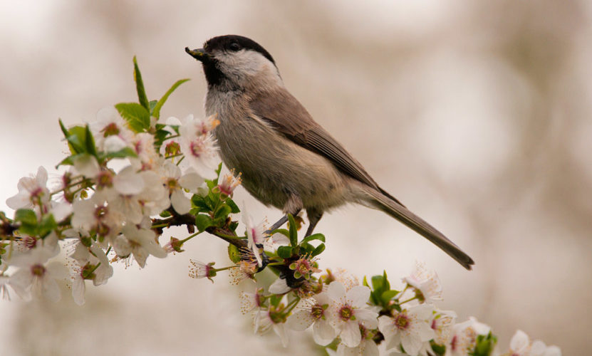 Денес се празнува Летник – македонски народен празник: Неколку работи кои треба да ги направите денес за убава и среќна година