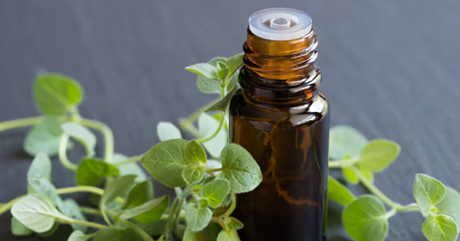 Оваа билка сите ја имаме дома, но никој не знае дека е една од најздравите и најкорисни на светот