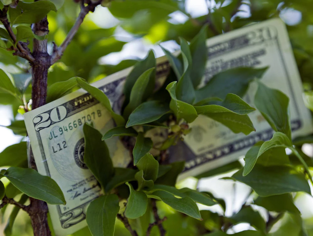 Четири растенија во домот кои привлекуваат пари и богатство