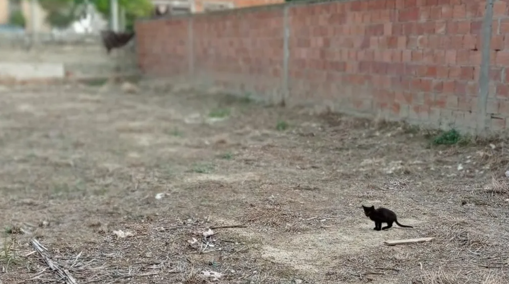 Поголемиот дел од луѓето не ја гледаат: Доколку ја забележите третата мачка на сликата за помалку од 3 секунди, имате одличен вид (ФОТО)