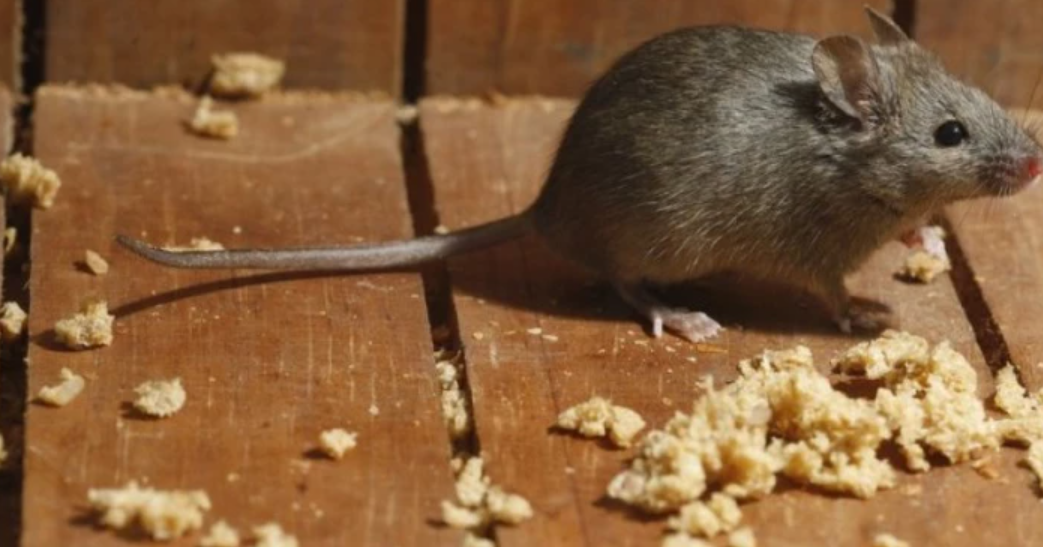 Ова се првите знаци дека имате глувци во кујната! Доколку забележите вакво нешто, веднаш превземете соодветни мерки